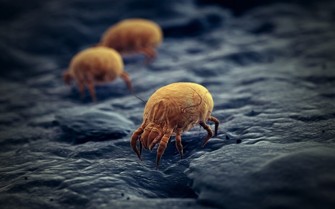 Čo ak Váš nábytok nie je len špinavý, ale napadol ho aj nežiaduci hmyz